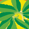 Green Chai - Click for details